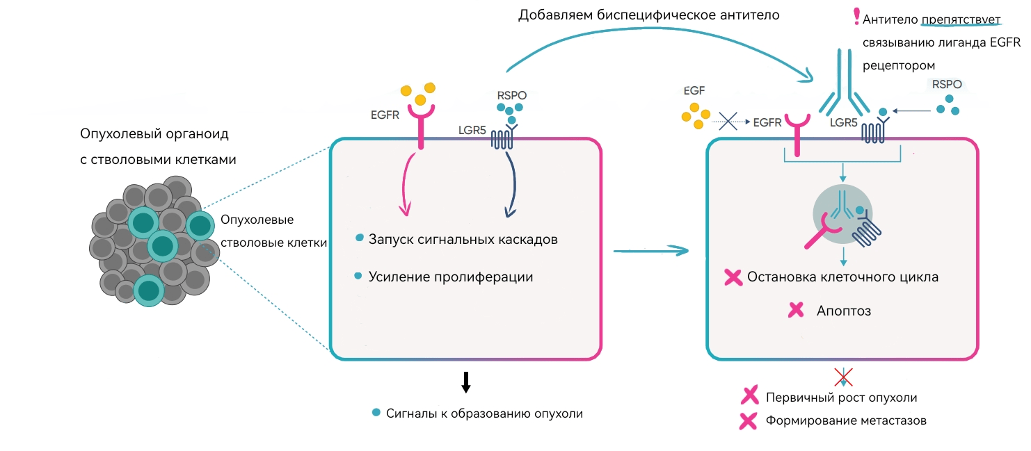 Схема действия биспецифического антитела с использованием органоидов в качестве модели