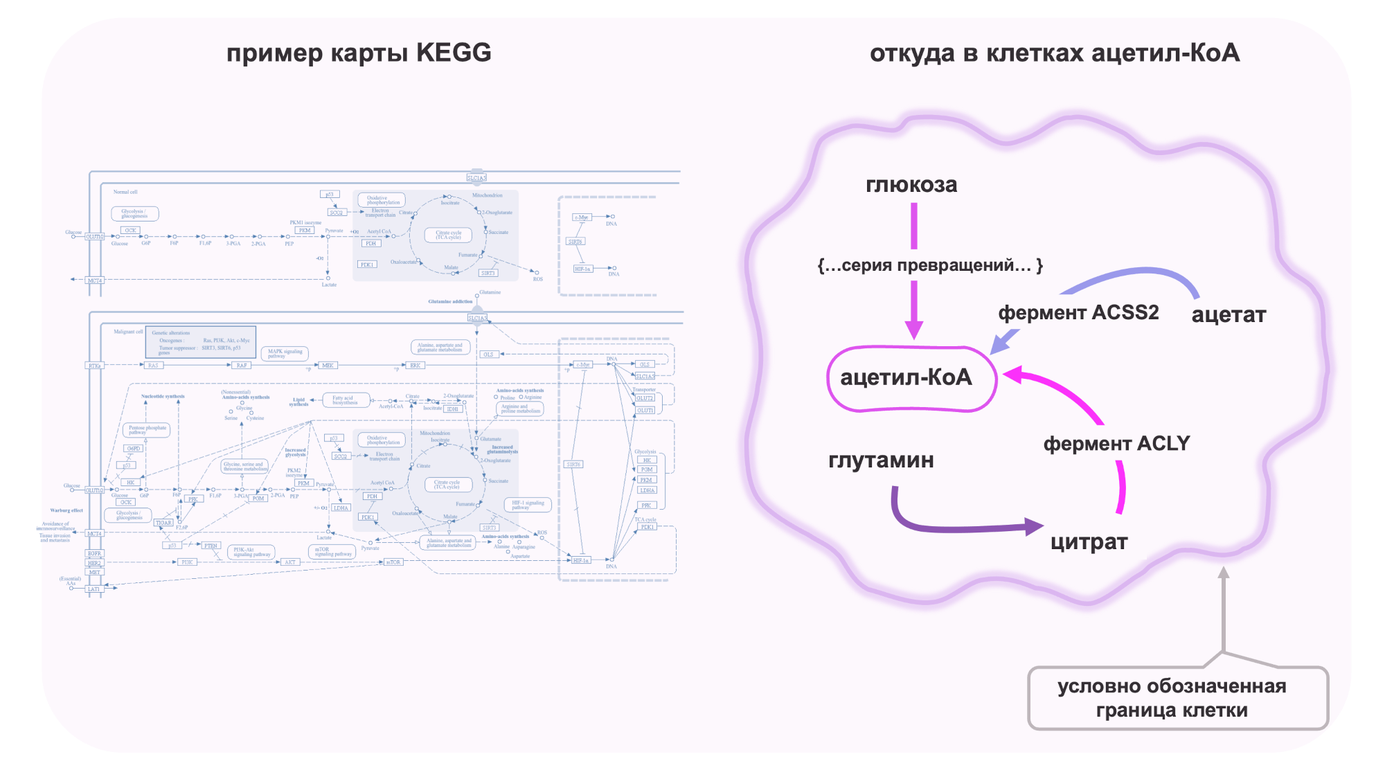 Схема метаболических путей и ацетил-КоА