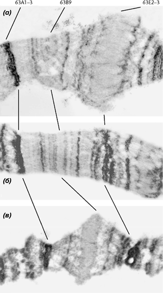 плодовая мушка Drosophila melanogaster