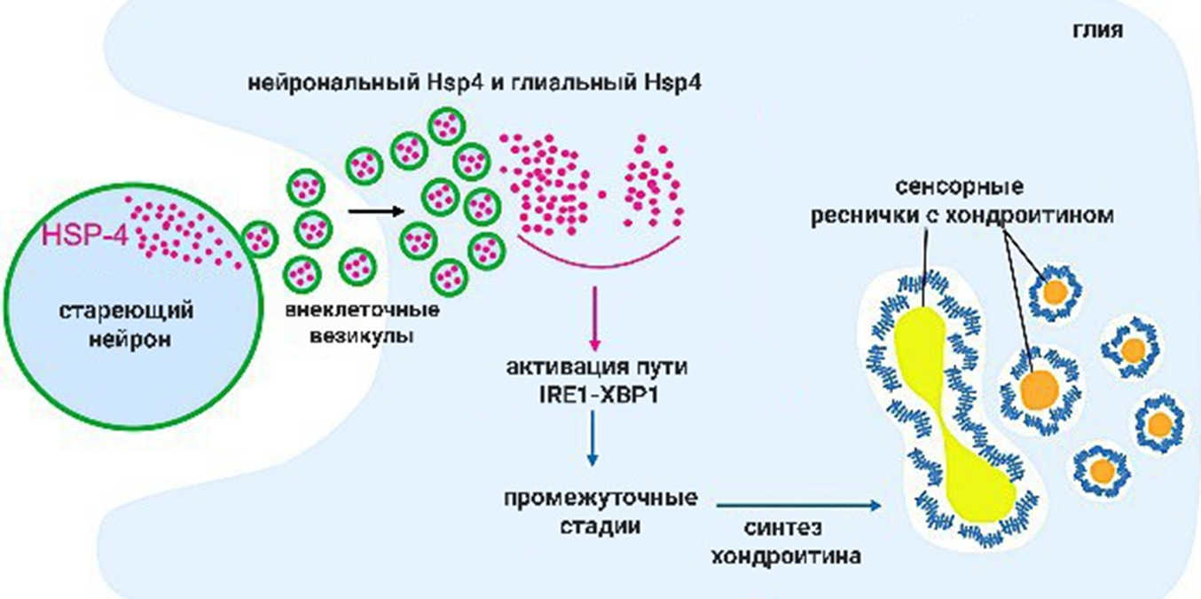 Участие белков теплового шока в синтезе хондроитина у кольчатых червей