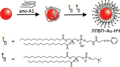 Синтез искусственных наночастиц ЛПВП