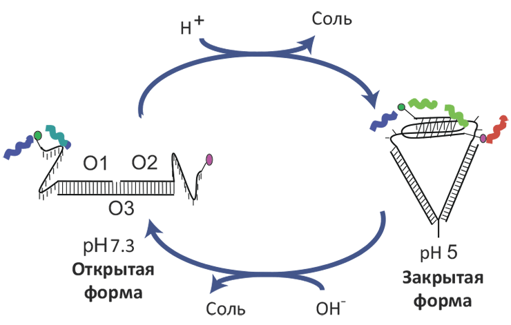 Схема работы «pH-наносенсора»