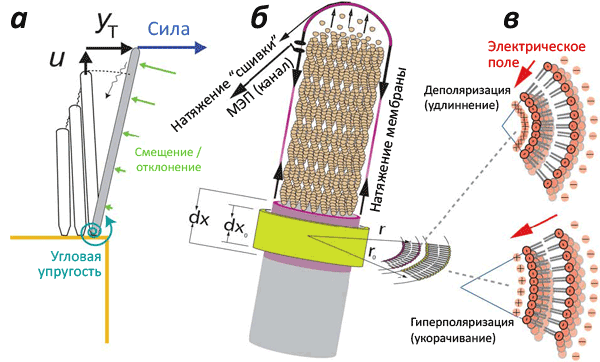 Биофизика флексоэлектрических явлений в стереоцилиях