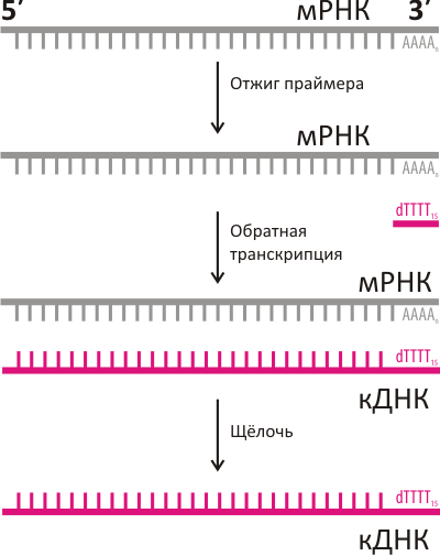 Схема обратной транскрипции