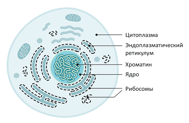 Схема строения клетки