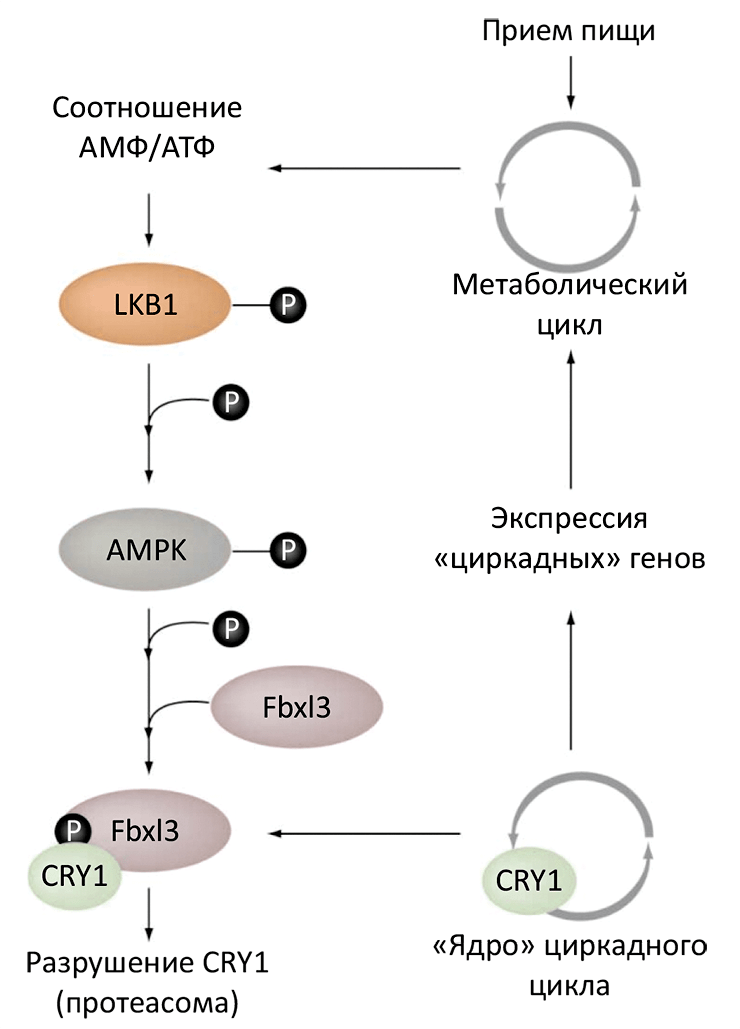 Взаимодействие метаболического и циркадного циклов