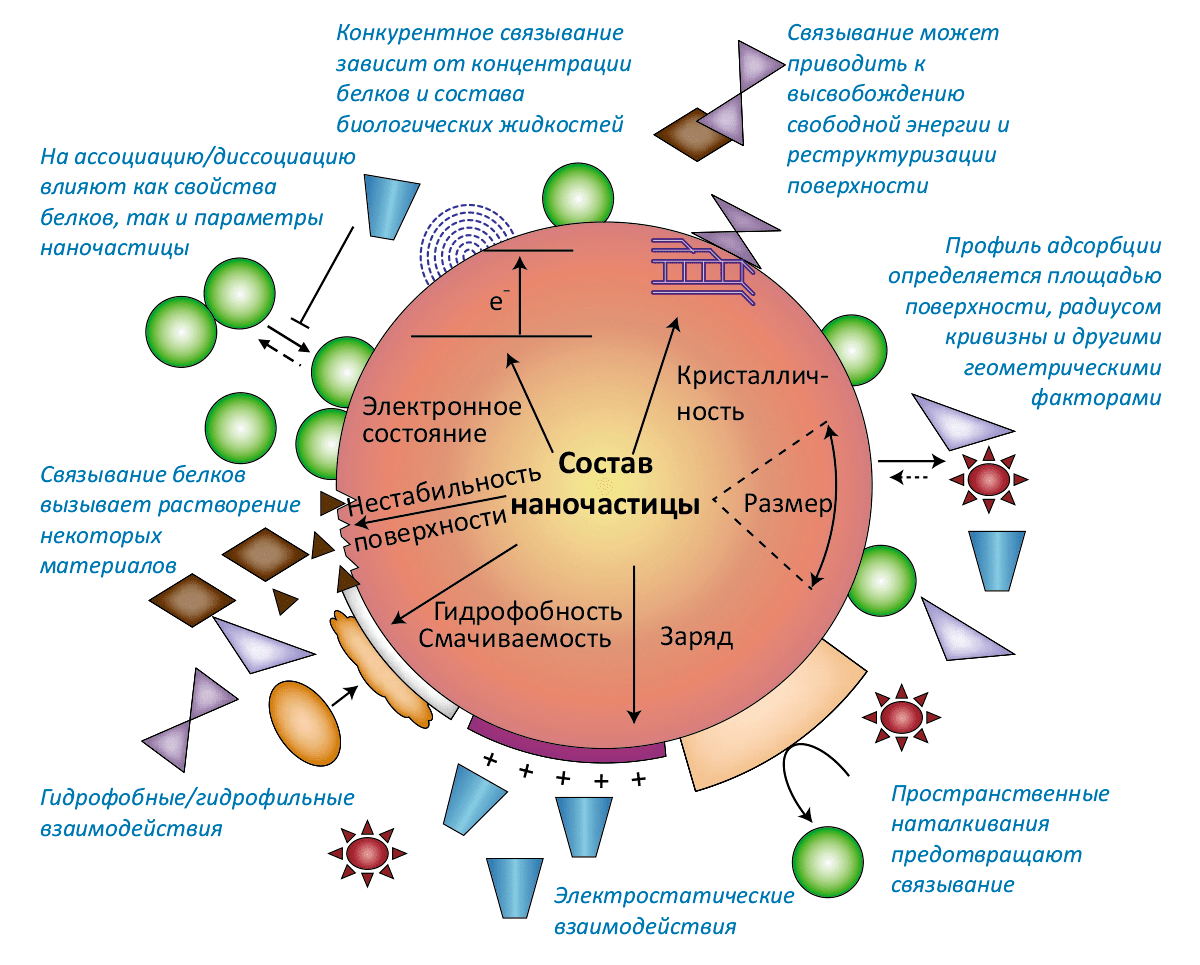Взаимное влияние белковой «короны» и наночастицы