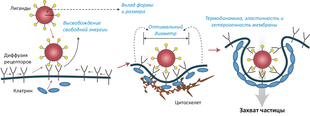 Захват наночастицы мембраной клетки