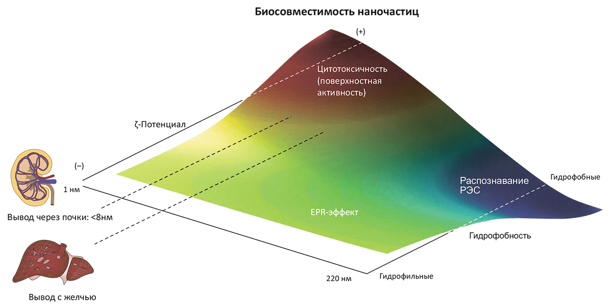 Биосовместимость наночастиц