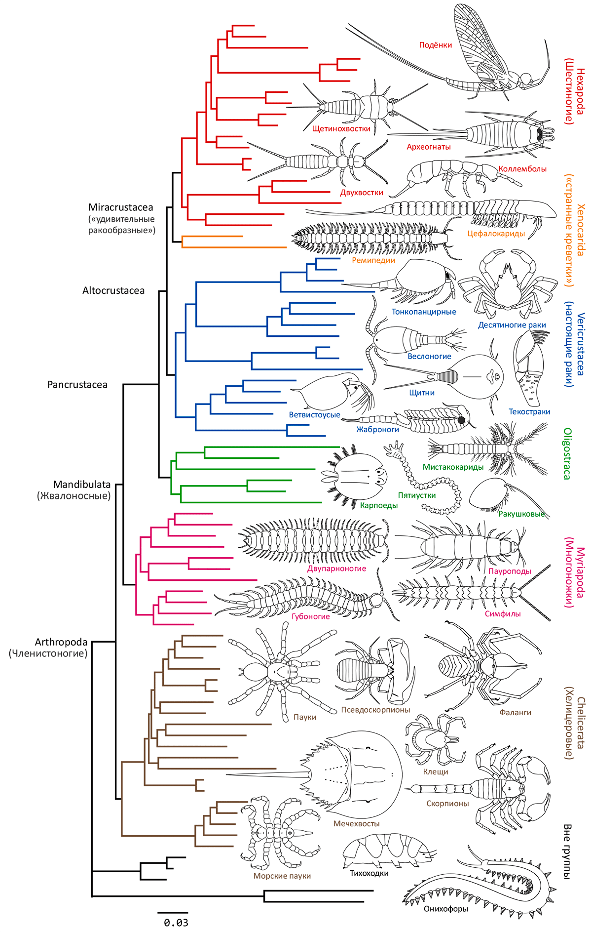 Филогенетическое дерево членистоногих