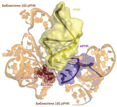 Молекулярная «селекция» рибосом