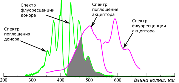 Главное требование к паре донор-акцептор — перекрывание спектров