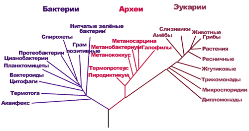 Филогенетическое «дерево родства» между живыми организмами на Земле