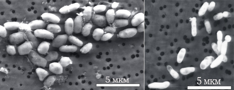 Бактерии GFAJ-1