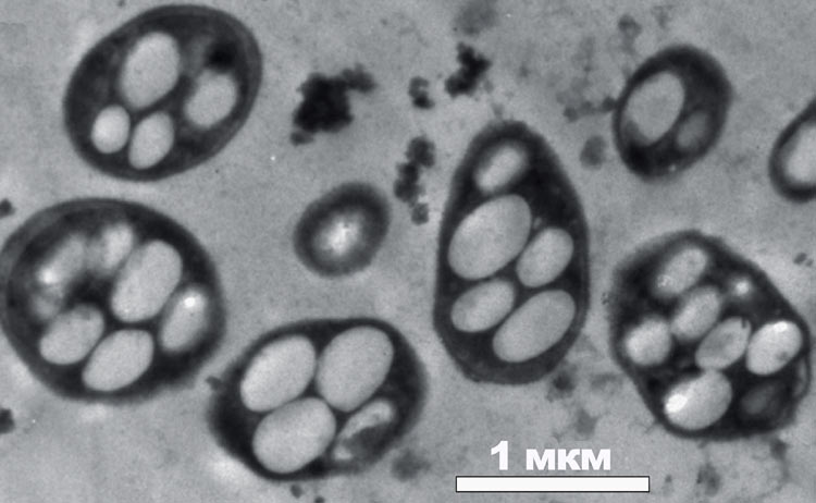 «Мышьяковые» бактерии крупнее