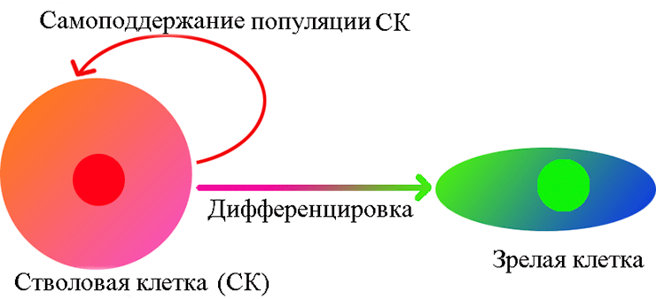 Унипотентная стволовая клетка