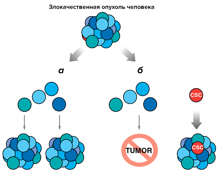 Раковые стволовые клетки