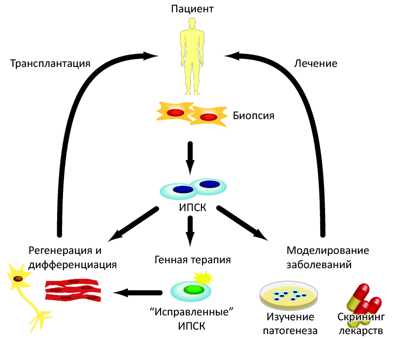 Перспективы применения ИПСК в терапевтических целях