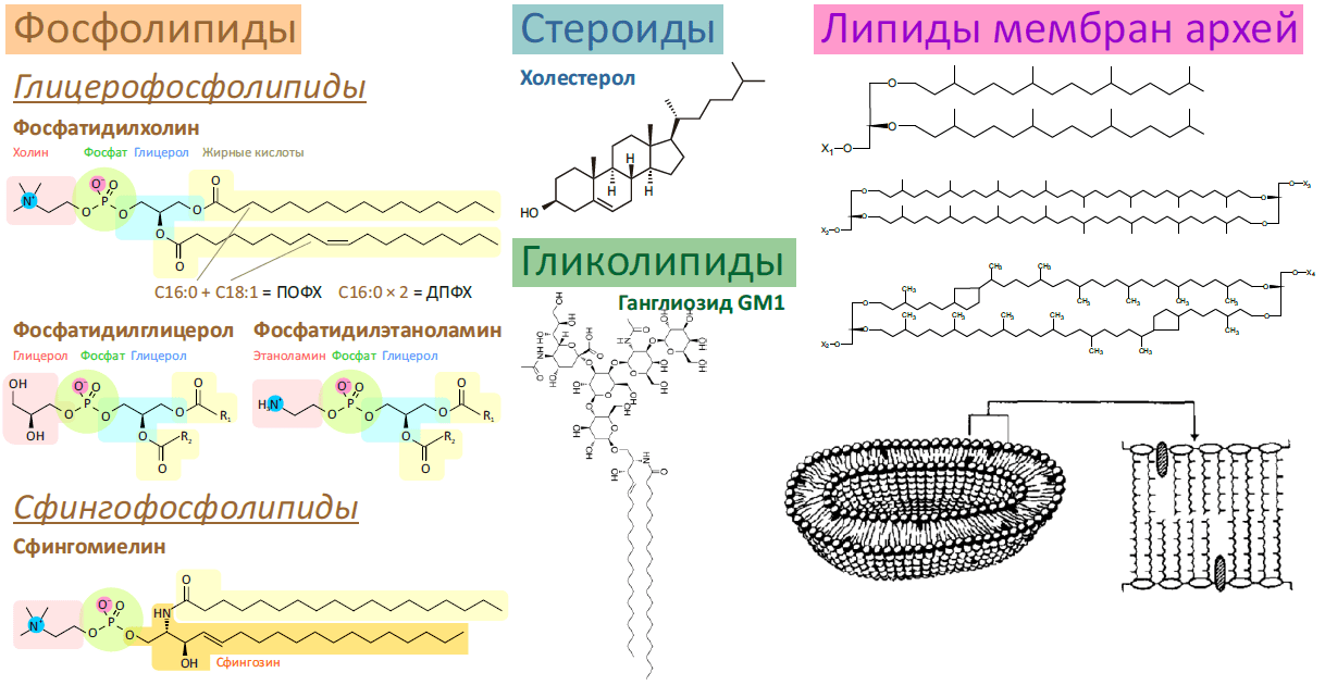 Разнообразие липидов