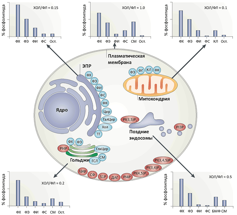 Липидный состав различных мембранных структур клеток млекопитающих