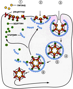 Этапы эндоцитоза