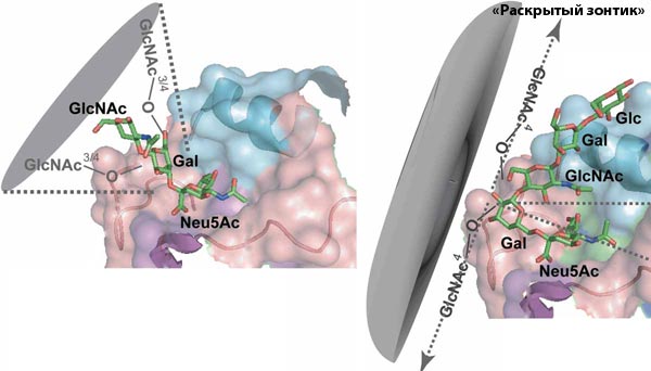 Топологии α2–3 и α2–6 сиалогликанов