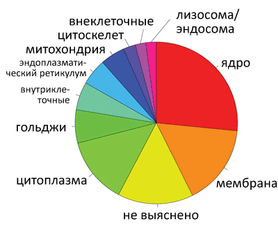 Внутриклеточная локализация человеческих белков, участвующих в жизненном цикле ВИЧ