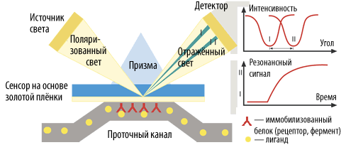 Поверхностный плазмонный резонанс