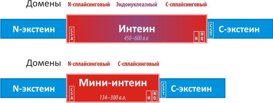 Схематическое строение основных типов интеинов