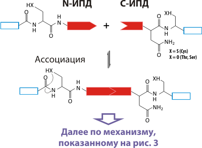 Механизм транс-сплайсинга