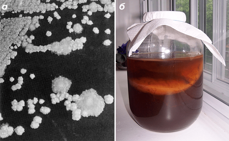 Acetobacter xylinum