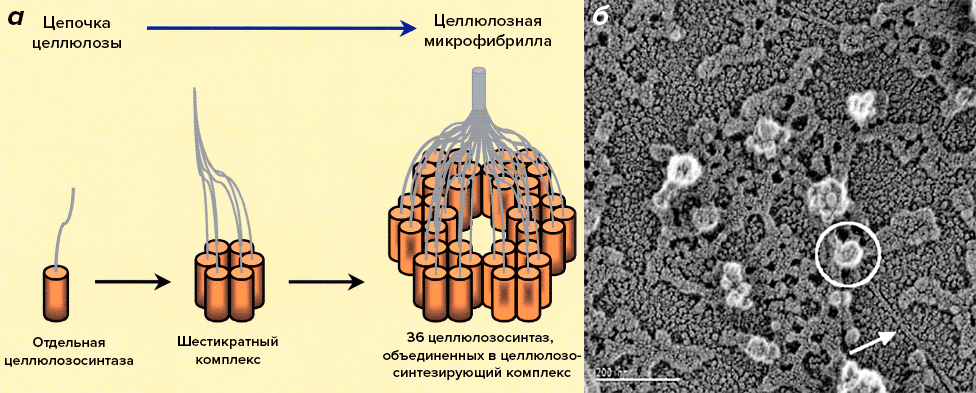 Строение целлюлозосинтазного комплекса