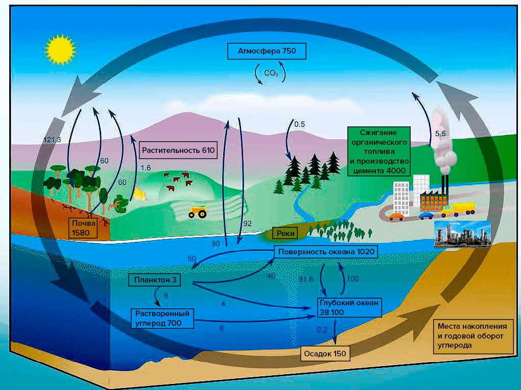 Круговорот углерода в природе