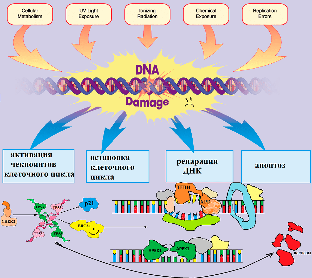 Механизм работы системы контроля повреждений ДНК