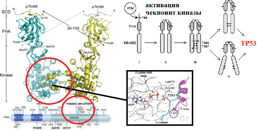 Потеря белком киназной функции в результате SNP в кодирующем его гене