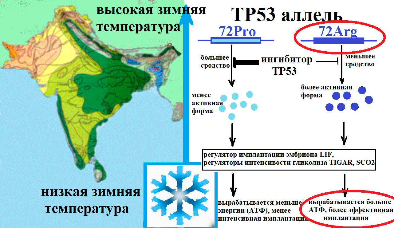 Предполагаемый механизм отбора полиморфизма гена TP53