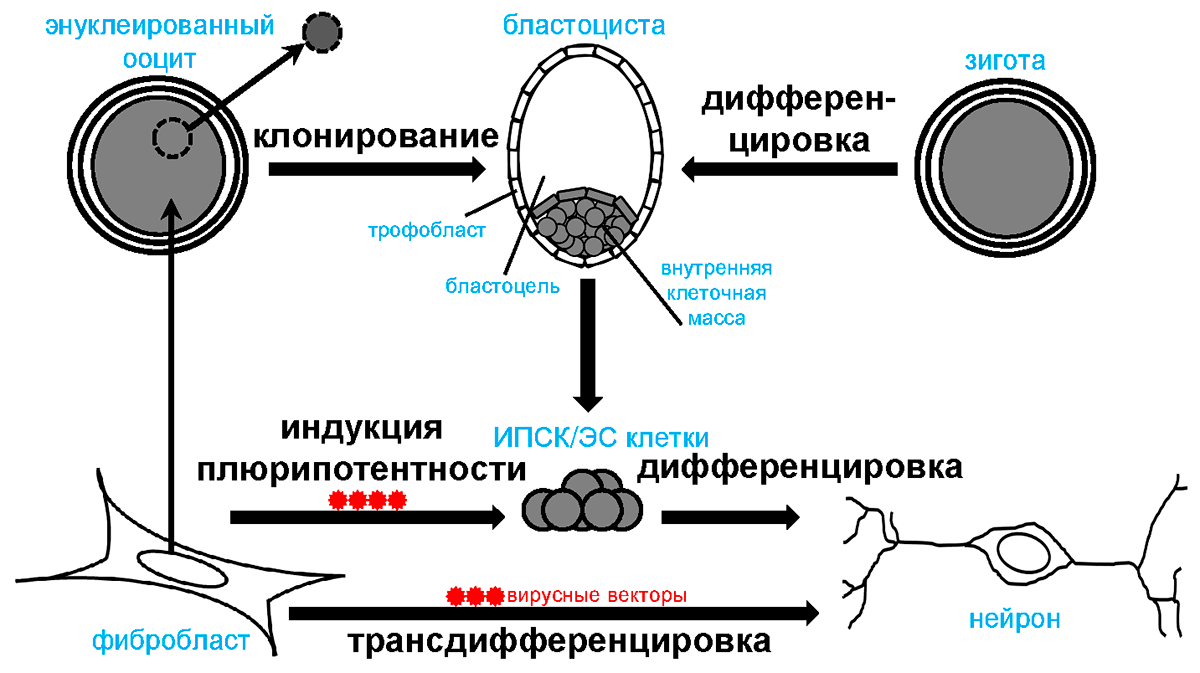 Методы изменения судьбы клетки для клеточной терапии