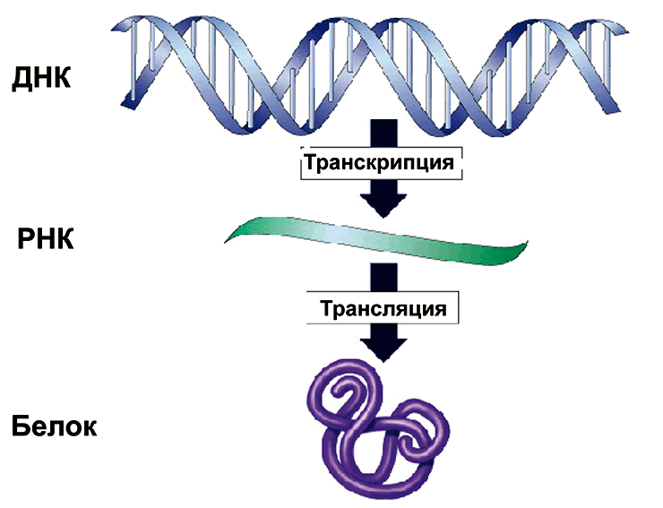 Центральная догма молекулярной биологии