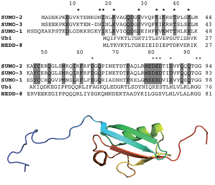 Строение белка SUMO