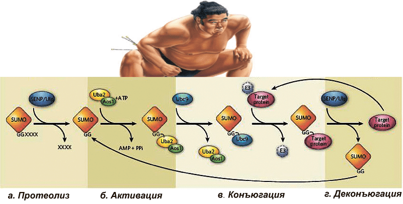 SUMO: ковалентная модификация белков