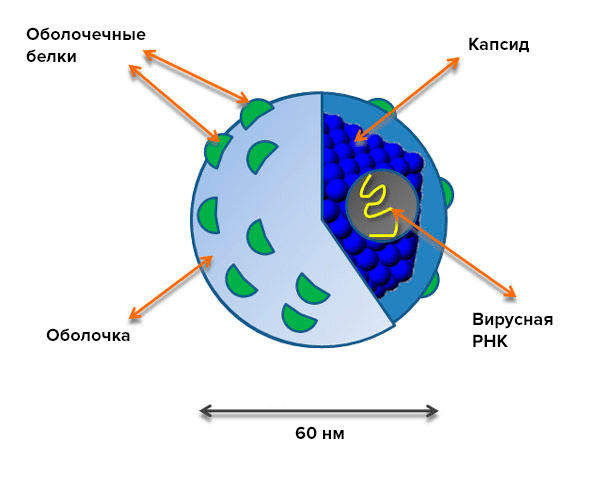 Строение вирусной частицы гепатита С