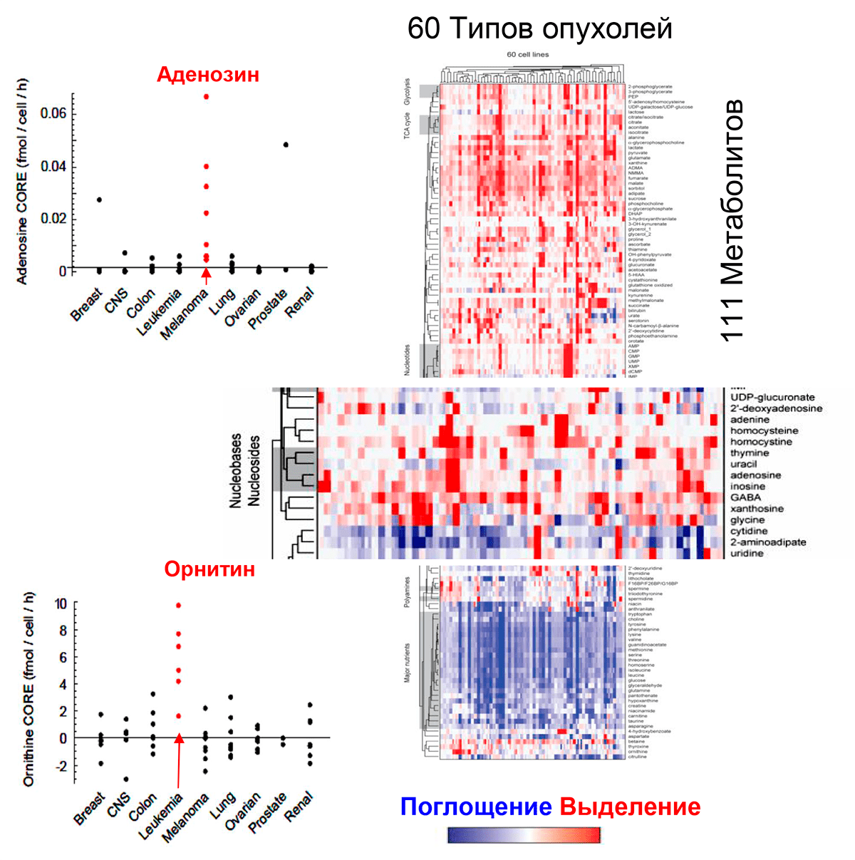 Относительные скорости поглощения и выделения 111 метаболитов для 60 типов культур раковых клеток