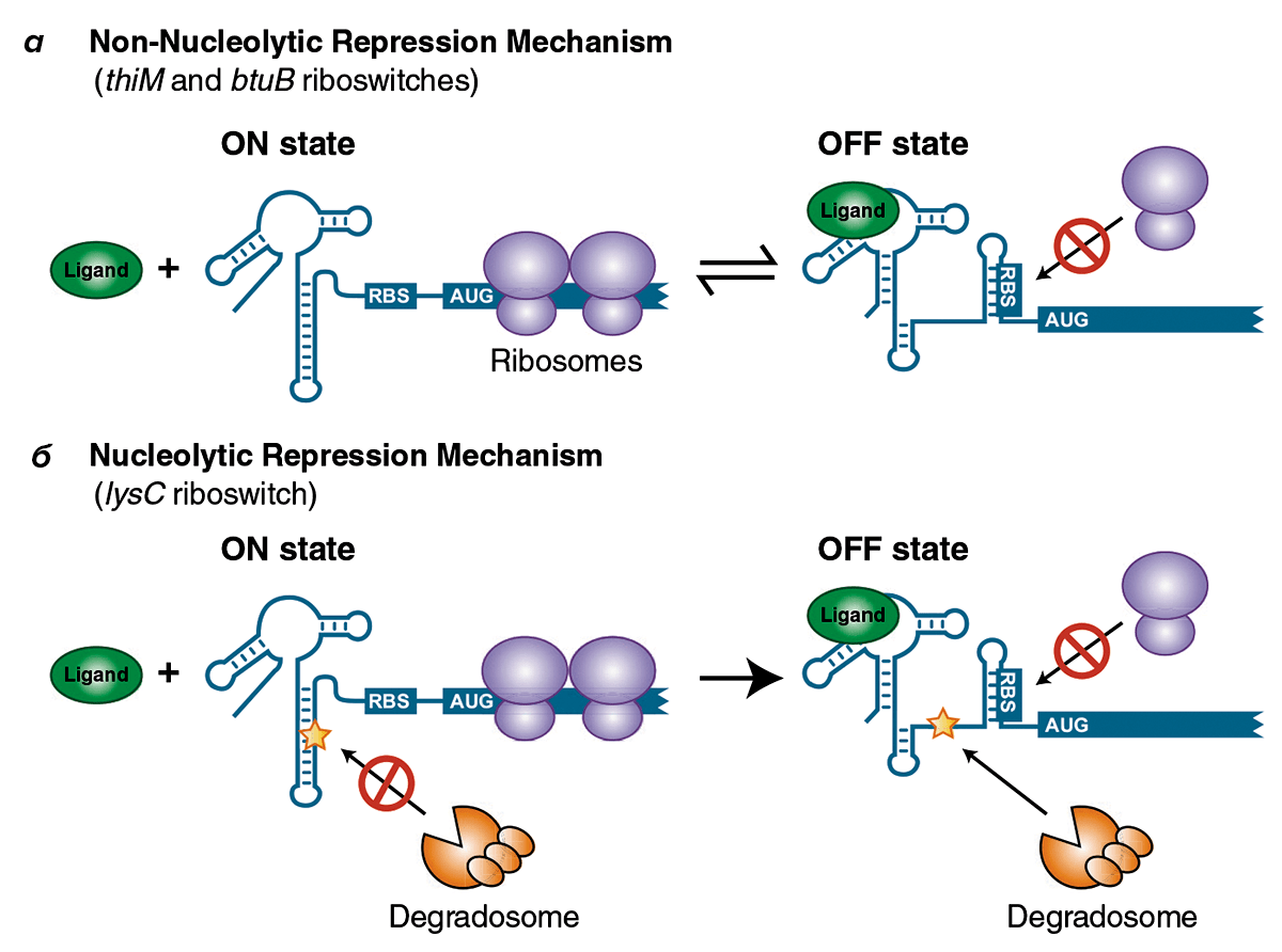 Некоторые механизмы работы рибосвитчей