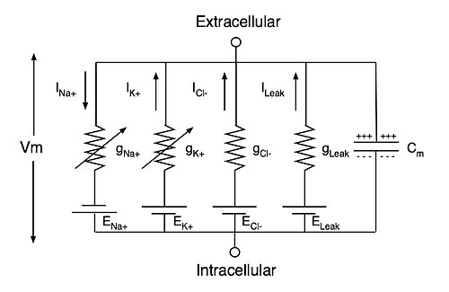 Схема электрической цепи модели Ходжкина—Хаксли гигантского аксона кальмара
