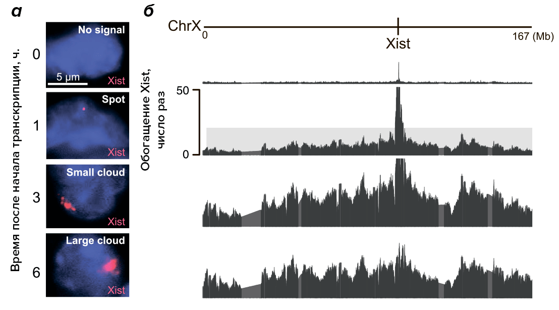 Рисунок 5. Распространение Xist по ДНК