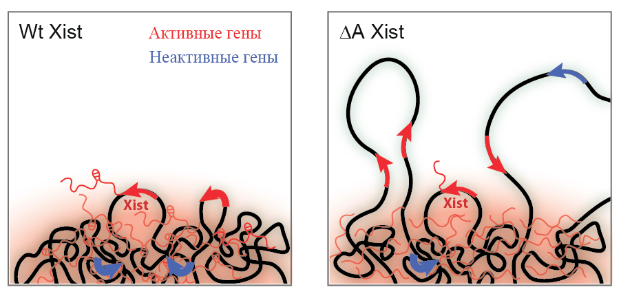 WT Xist и ΔA Xist