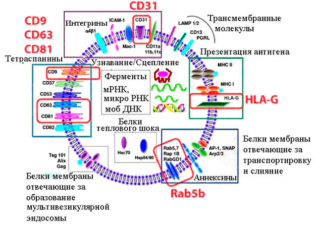 Состав и функции характерных компонентов экзосомы