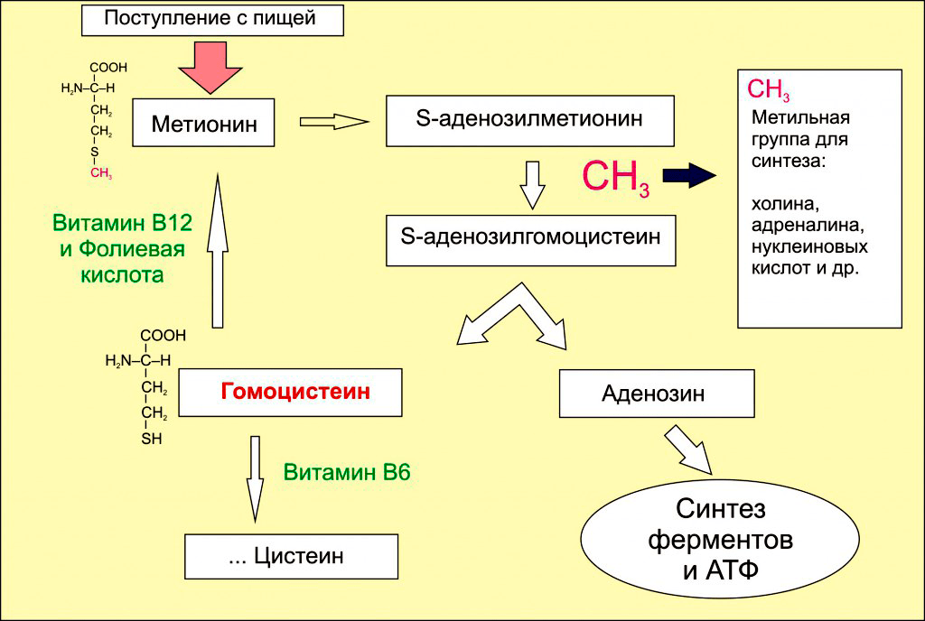 Схема метаболизма метионина