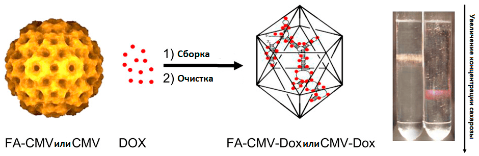 «Загрузка» вирусных частиц доксорубицином