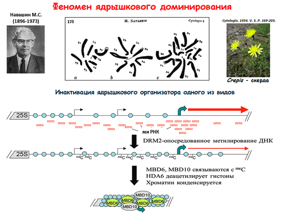 Феномен ядрышкового доминирования